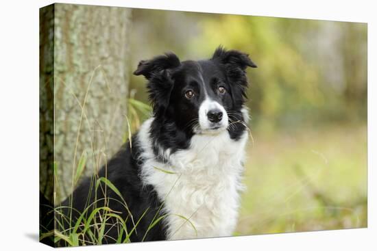 Border Collie in Front of Tree-null-Stretched Canvas