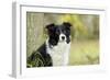 Border Collie in Front of Tree-null-Framed Photographic Print