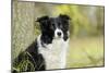 Border Collie in Front of Tree-null-Mounted Photographic Print
