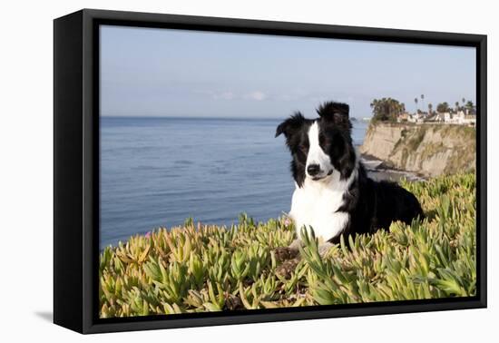 Border Collie in Ice Plant on Bluff Overlooking Pacific Ocean, Southern California, USA-Lynn M^ Stone-Framed Stretched Canvas