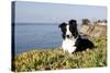 Border Collie in Ice Plant on Bluff Overlooking Pacific Ocean, Southern California, USA-Lynn M^ Stone-Stretched Canvas