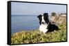 Border Collie in Ice Plant on Bluff Overlooking Pacific Ocean, Southern California, USA-Lynn M^ Stone-Framed Stretched Canvas