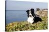 Border Collie in Ice Plant on Bluff Overlooking Pacific Ocean, Southern California, USA-Lynn M^ Stone-Stretched Canvas