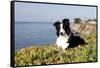 Border Collie in Ice Plant on Bluff Overlooking Pacific Ocean, Southern California, USA-Lynn M^ Stone-Framed Stretched Canvas