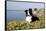 Border Collie in Ice Plant on Bluff Overlooking Pacific Ocean, Southern California, USA-Lynn M^ Stone-Framed Stretched Canvas