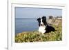 Border Collie in Ice Plant on Bluff Overlooking Pacific Ocean, Southern California, USA-Lynn M^ Stone-Framed Photographic Print