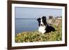 Border Collie in Ice Plant on Bluff Overlooking Pacific Ocean, Southern California, USA-Lynn M^ Stone-Framed Photographic Print