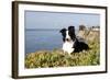 Border Collie in Ice Plant on Bluff Overlooking Pacific Ocean, Southern California, USA-Lynn M^ Stone-Framed Photographic Print