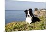 Border Collie in Ice Plant on Bluff Overlooking Pacific Ocean, Southern California, USA-Lynn M^ Stone-Mounted Photographic Print