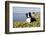 Border Collie in Ice Plant on Bluff Overlooking Pacific Ocean, Southern California, USA-Lynn M^ Stone-Framed Photographic Print