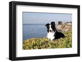 Border Collie in Ice Plant on Bluff Overlooking Pacific Ocean, Southern California, USA-Lynn M^ Stone-Framed Photographic Print