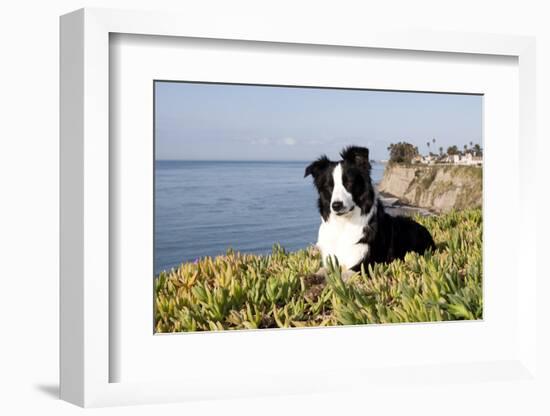 Border Collie in Ice Plant on Bluff Overlooking Pacific Ocean, Southern California, USA-Lynn M^ Stone-Framed Photographic Print