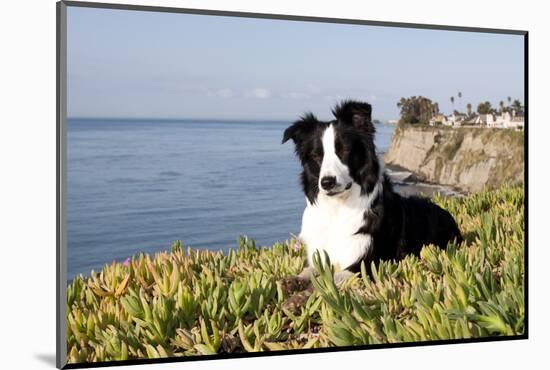 Border Collie in Ice Plant on Bluff Overlooking Pacific Ocean, Southern California, USA-Lynn M^ Stone-Mounted Photographic Print