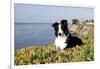 Border Collie in Ice Plant on Bluff Overlooking Pacific Ocean, Southern California, USA-Lynn M^ Stone-Framed Photographic Print