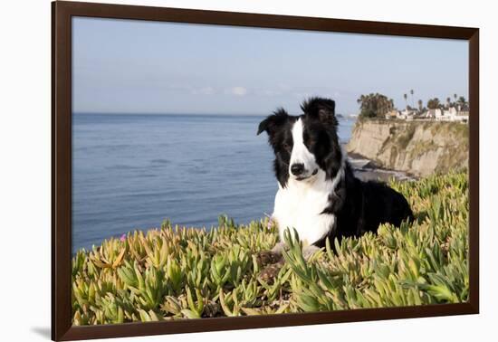 Border Collie in Ice Plant on Bluff Overlooking Pacific Ocean, Southern California, USA-Lynn M^ Stone-Framed Photographic Print