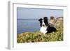 Border Collie in Ice Plant on Bluff Overlooking Pacific Ocean, Southern California, USA-Lynn M^ Stone-Framed Photographic Print