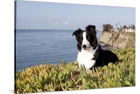 Border Collie in Ice Plant on Bluff Overlooking Pacific Ocean, Southern California, USA-Lynn M^ Stone-Stretched Canvas