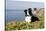 Border Collie in Ice Plant on Bluff Overlooking Pacific Ocean, Southern California, USA-Lynn M^ Stone-Stretched Canvas