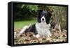 Border Collie in Leaves-null-Framed Stretched Canvas