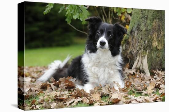 Border Collie in Leaves-null-Stretched Canvas