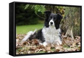 Border Collie in Leaves-null-Framed Stretched Canvas