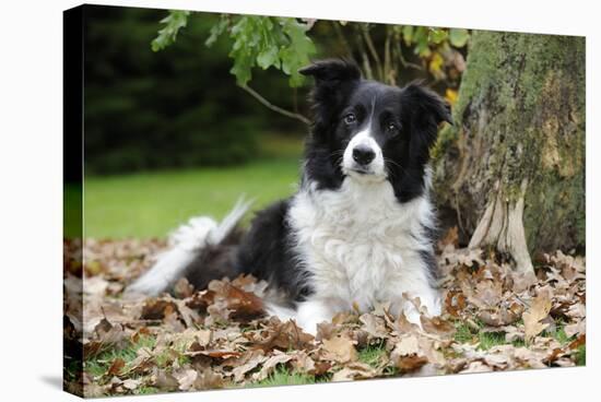 Border Collie in Leaves-null-Stretched Canvas