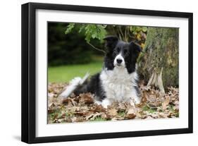Border Collie in Leaves-null-Framed Photographic Print