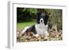 Border Collie in Leaves-null-Framed Photographic Print