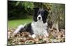 Border Collie in Leaves-null-Mounted Photographic Print