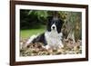 Border Collie in Leaves-null-Framed Photographic Print