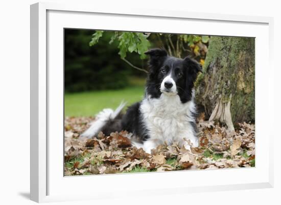 Border Collie in Leaves-null-Framed Photographic Print