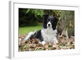 Border Collie in Leaves-null-Framed Photographic Print