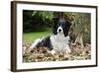 Border Collie in Leaves-null-Framed Photographic Print