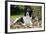 Border Collie in Leaves-null-Framed Photographic Print