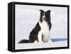 Border Collie in Snow-Lynn M^ Stone-Framed Stretched Canvas