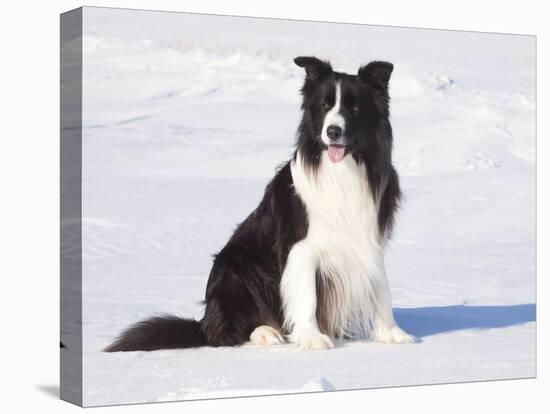 Border Collie in Snow-Lynn M^ Stone-Stretched Canvas