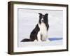 Border Collie in Snow-Lynn M^ Stone-Framed Photographic Print