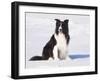 Border Collie in Snow-Lynn M^ Stone-Framed Photographic Print