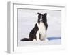 Border Collie in Snow-Lynn M^ Stone-Framed Photographic Print