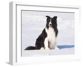 Border Collie in Snow-Lynn M^ Stone-Framed Photographic Print