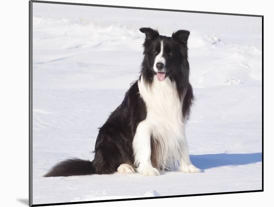Border Collie in Snow-Lynn M^ Stone-Mounted Photographic Print