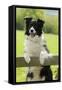 Border Collie Looking over Fence-null-Framed Stretched Canvas