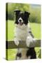 Border Collie Looking over Fence-null-Stretched Canvas