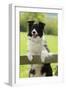 Border Collie Looking over Fence-null-Framed Photographic Print