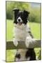 Border Collie Looking over Fence-null-Mounted Photographic Print