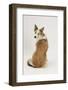 Border Collie Looking over its Shoulder-Mark Taylor-Framed Photographic Print