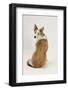 Border Collie Looking over its Shoulder-Mark Taylor-Framed Photographic Print