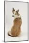 Border Collie Looking over its Shoulder-Mark Taylor-Mounted Photographic Print