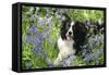 Border Collie Lying in Bluebells-null-Framed Stretched Canvas