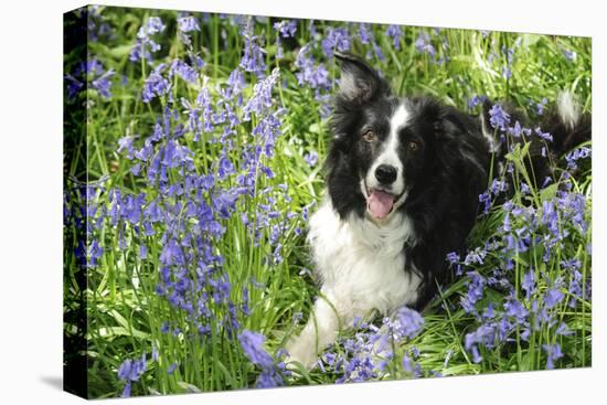 Border Collie Lying in Bluebells-null-Stretched Canvas